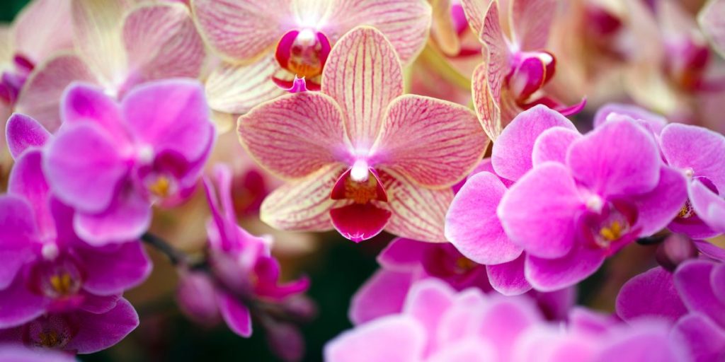 Les méthodes d’entretien de l’orchidée phalaenopsis
